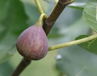 تصویر 2 از انجیر کوهی وحشی با ماندگاری مناسب و ظاهر زیبا